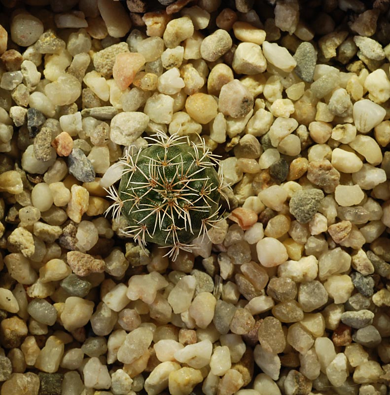 Gymnocalycium calochlorum 