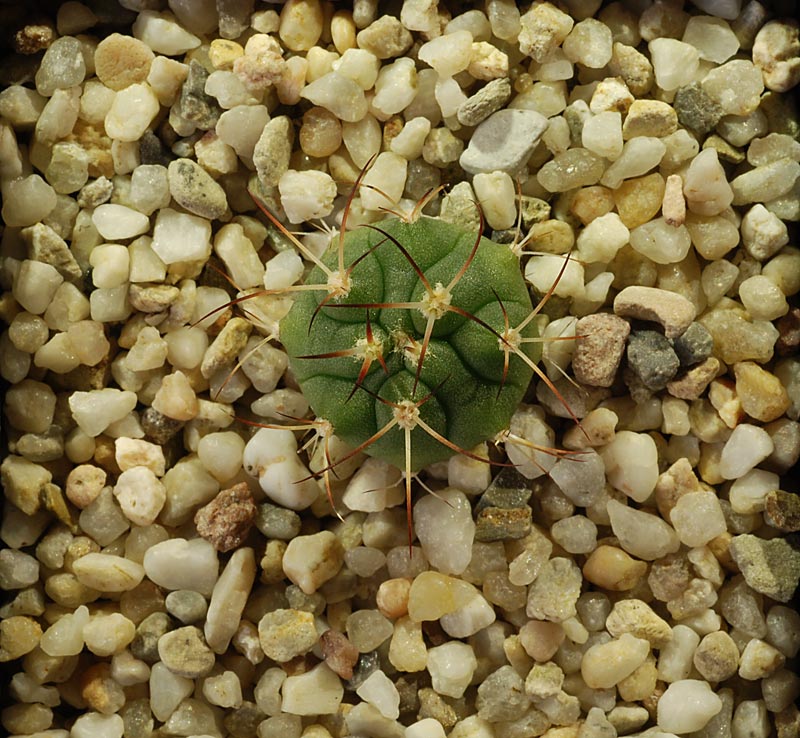 gymnocalycium comarapense