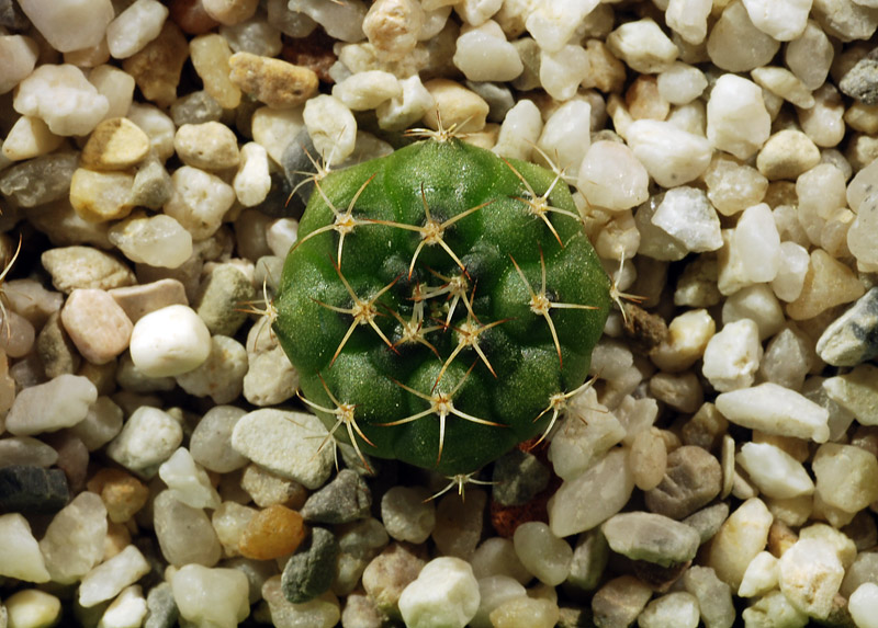 Gymnocalycium damsii 