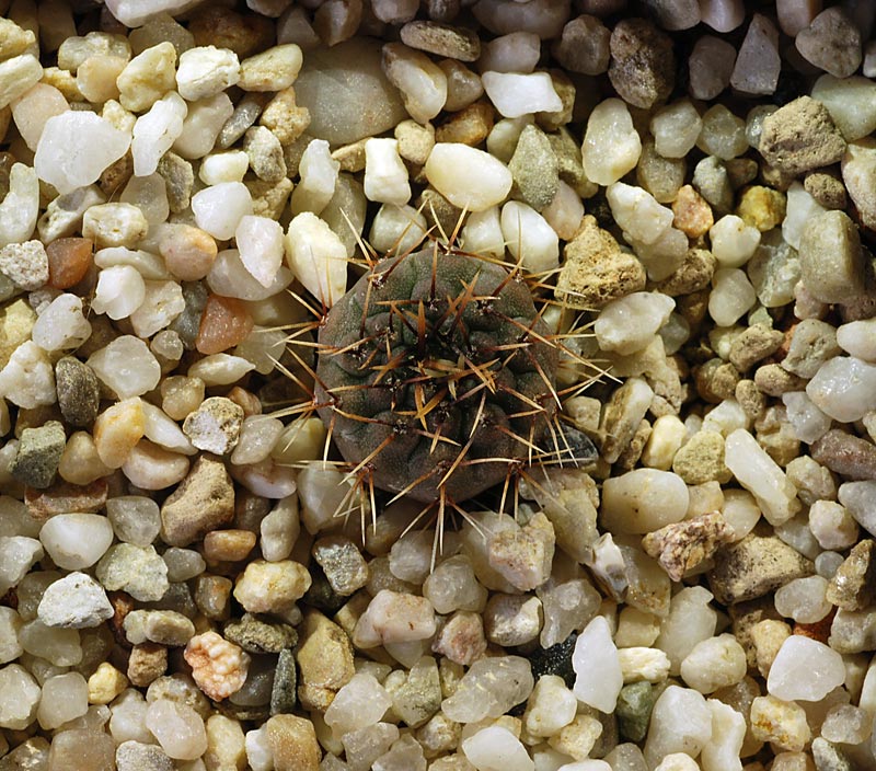 Gymnocalycium mesopotamicum 