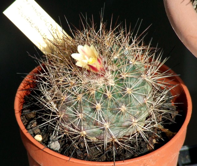 Escobaria aguirreana 