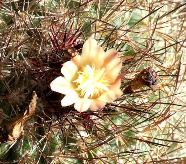 Escobaria aguirreana 