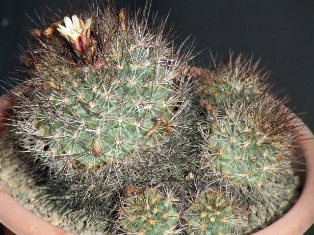 Escobaria aguirreana 
