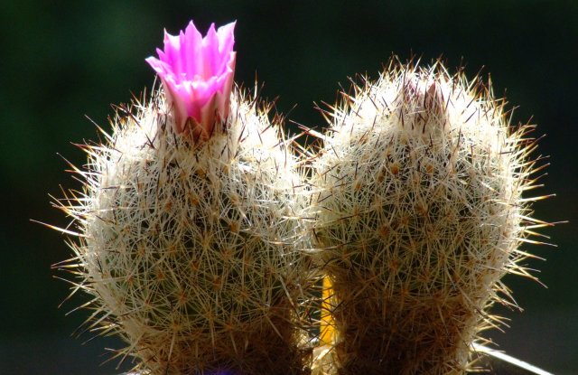 Gymnocactus beguinii 