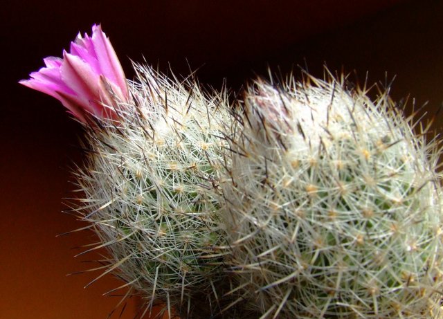 Gymnocactus beguinii 