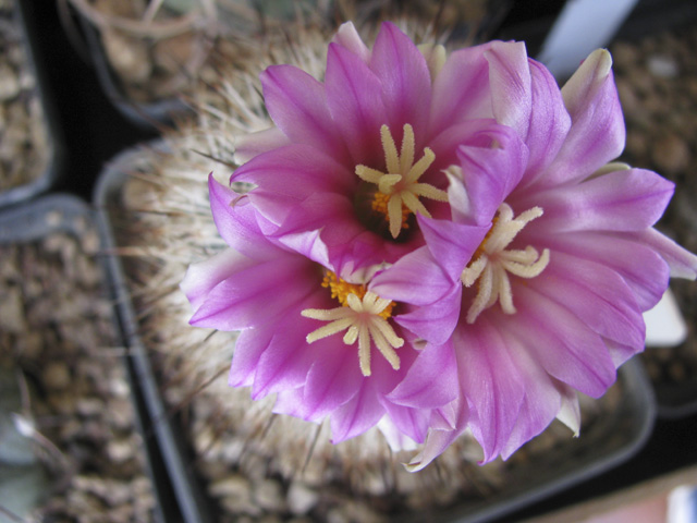 Gymnocactus beguinii 