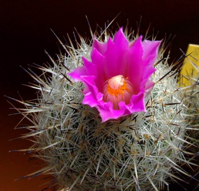 Gymnocactus beguinii 