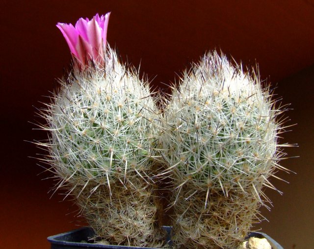 Gymnocactus beguinii 