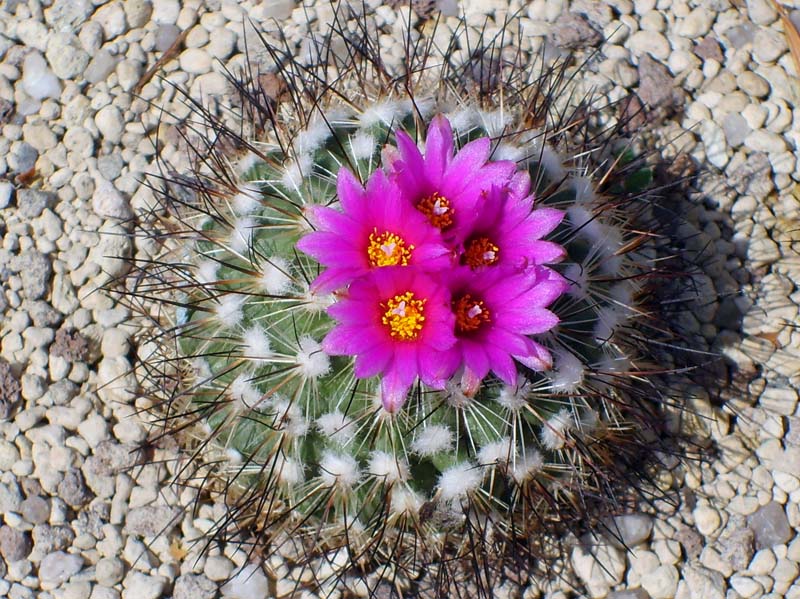 Turbinicarpus viereckii 