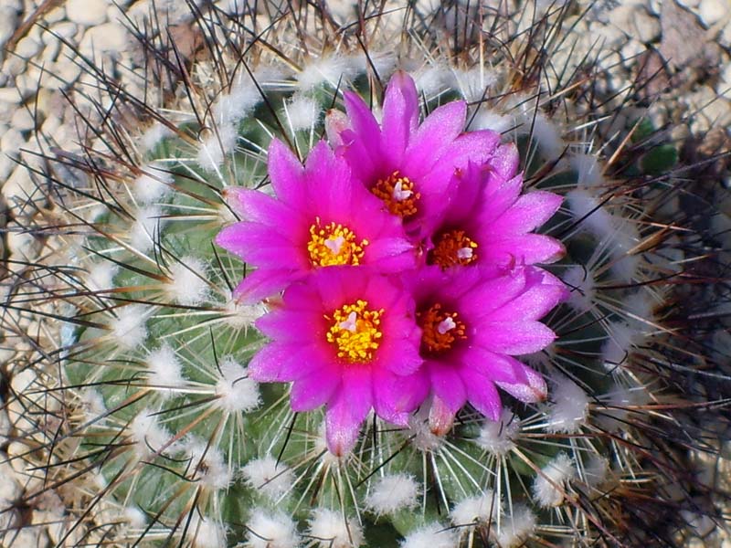 Turbinicarpus viereckii 