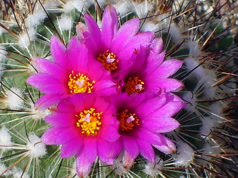 Turbinicarpus viereckii 