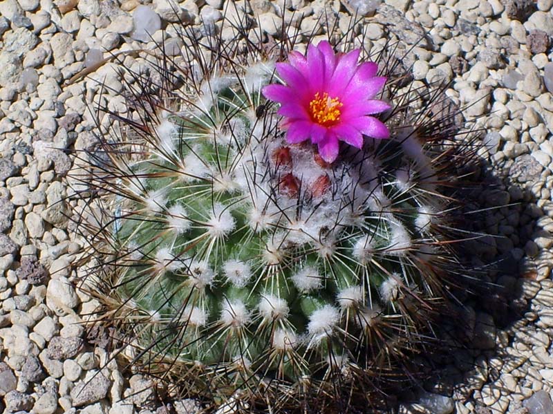 Turbinicarpus viereckii 