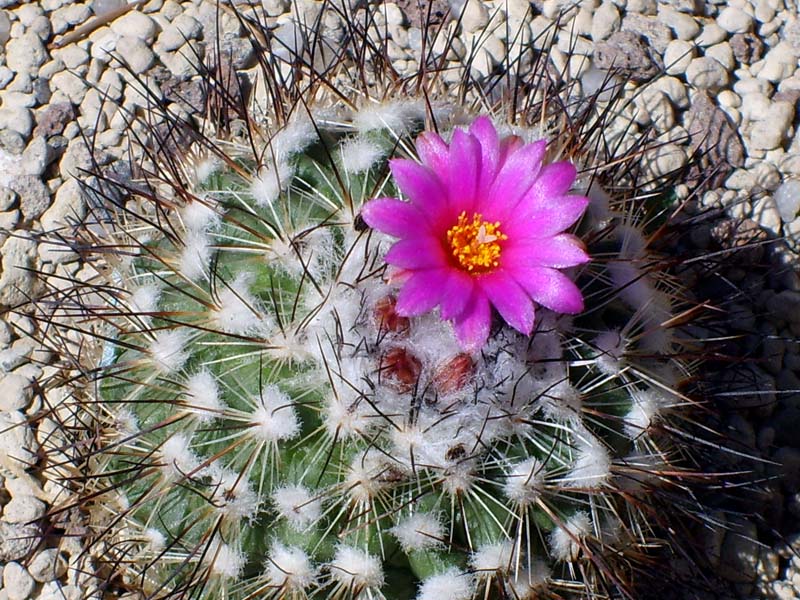 Turbinicarpus viereckii 