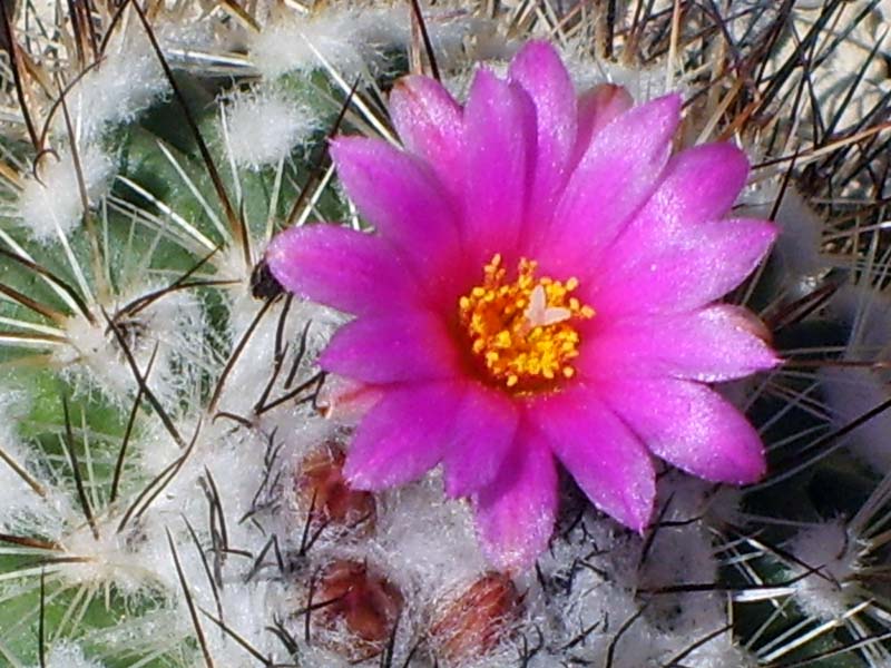 Turbinicarpus viereckii 