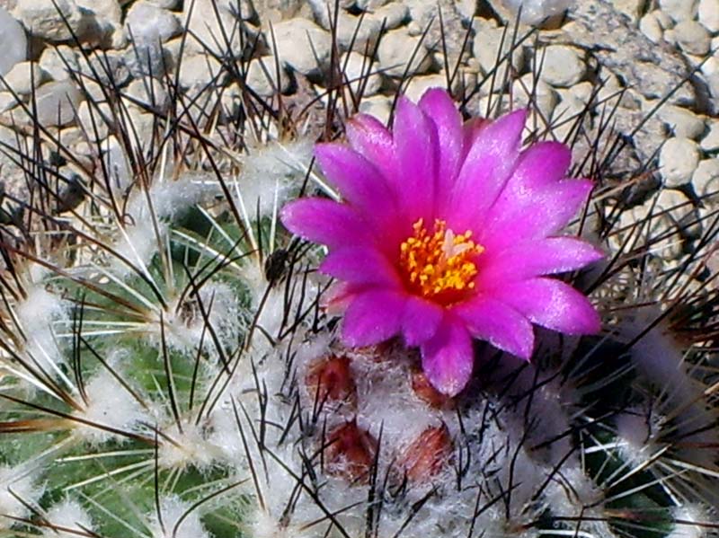 Turbinicarpus viereckii 