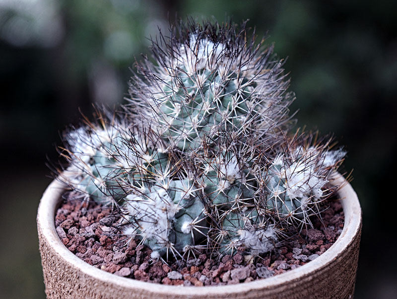 Gymnocactus gielsdorfianus 