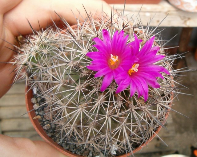 gymnocactus horripilus