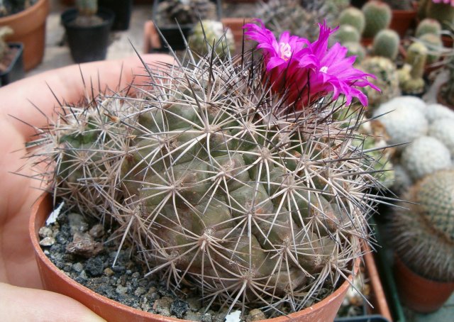 Gymnocactus horripilus 