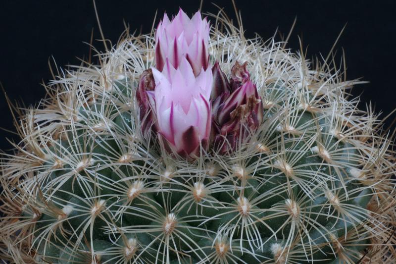 Gymnocactus knuthianus 