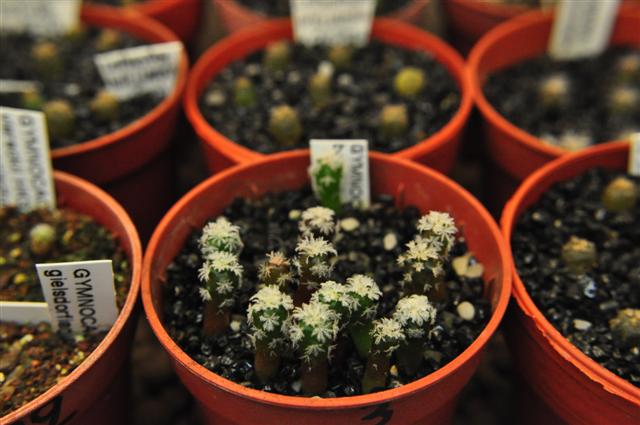 gymnocactus beguinii