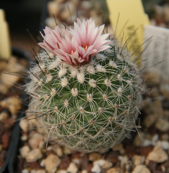 Gymnocactus saueri 