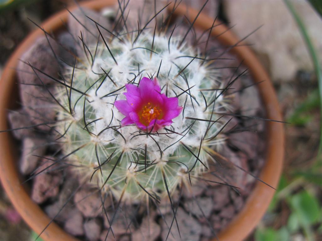 Gymnocactus viereckii 