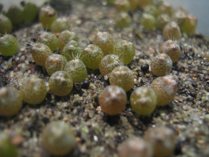 Gymnocalycium baldianum 