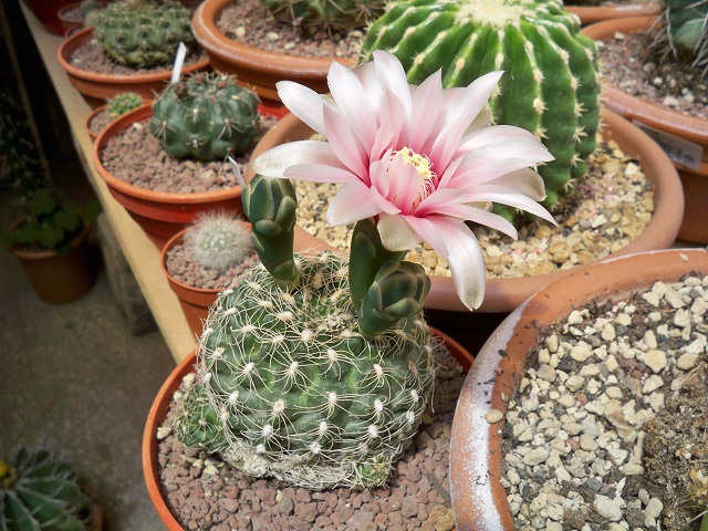 Gymnocalycium bruchii 