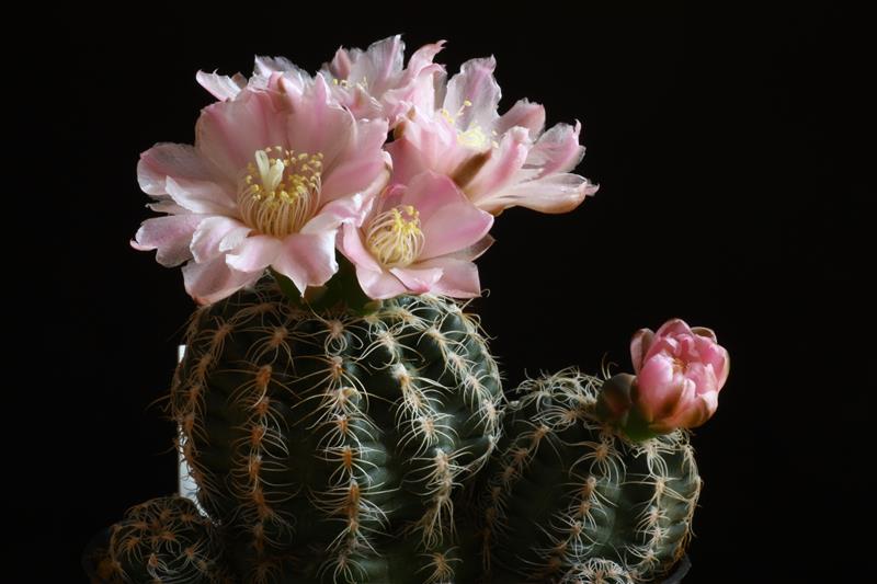 Gymnocalycium bruchii v. glaucum 