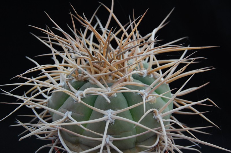 Gymnocalycium cardenasianum 