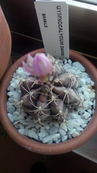 Gymnocalycium damsii 