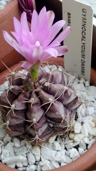 Gymnocalycium damsii 