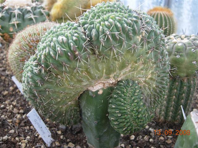 Gymnocalycium gibbosum f. cristatum 