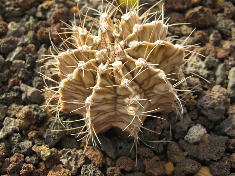 Gymnocalycium mihanovichii v. friedrichii 