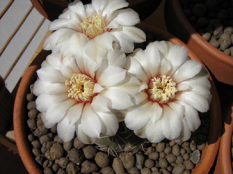 Gymnocalycium pseudoragonesii 