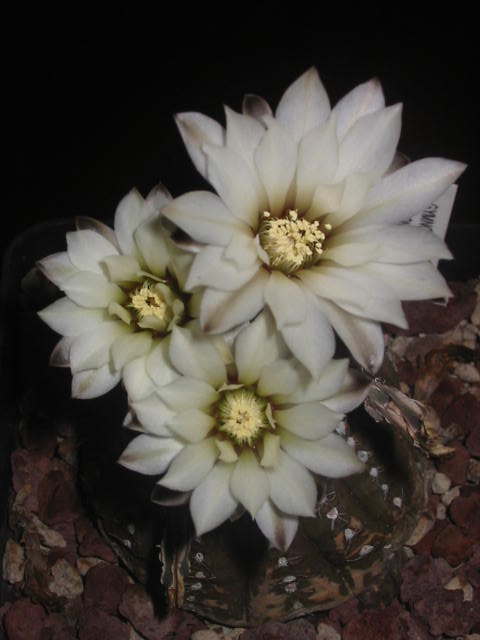 Gymnocalycium ragonesei 