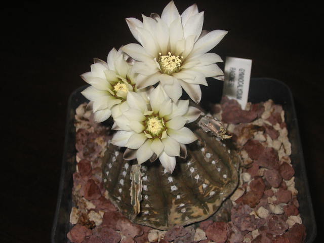 Gymnocalycium ragonesei 