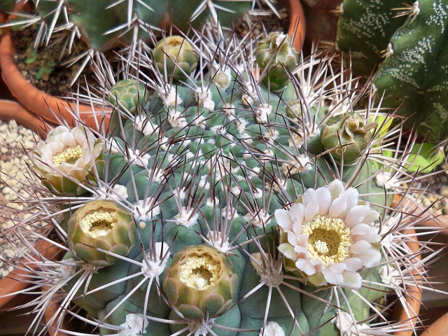 Gymnocalycium saglionis 