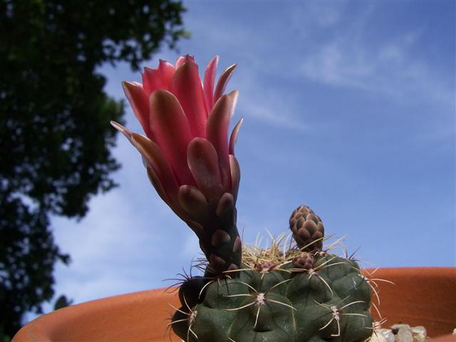 Gymnocalycium  