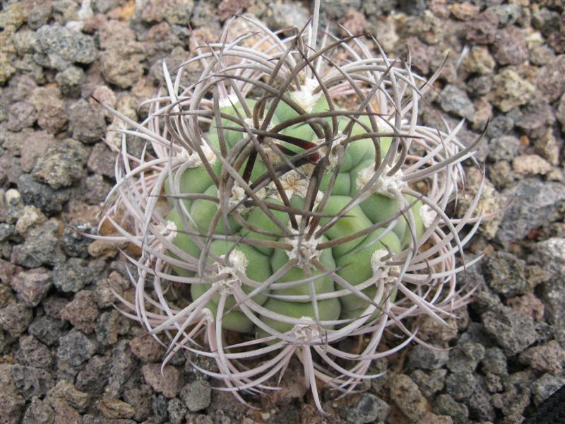 gymnocalycium tilcarense