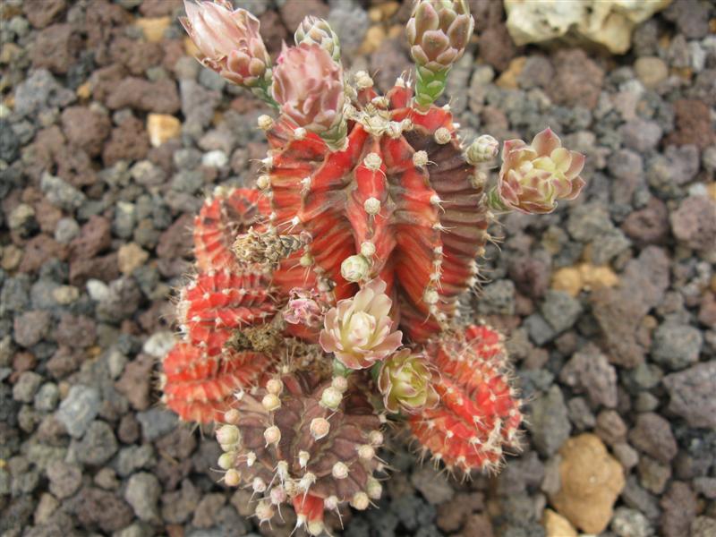 Gymnocalycium mihanovichii 