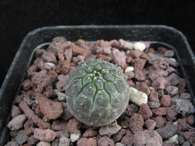 Euphorbia gymnocalycioides 