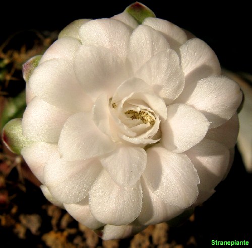 Gymnocalycium  