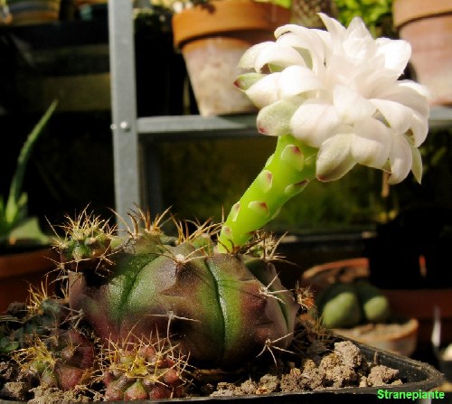 Gymnocalycium  