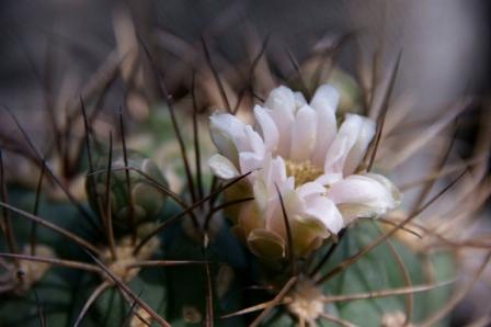 Gymnocalycium saglionis 