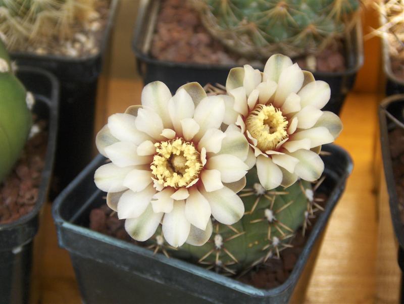 Gymnocalycium quehlianum 