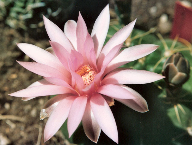 Gymnocalycium horstii 