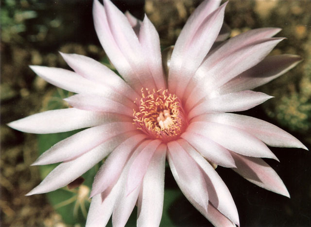 Gymnocalycium horstii 