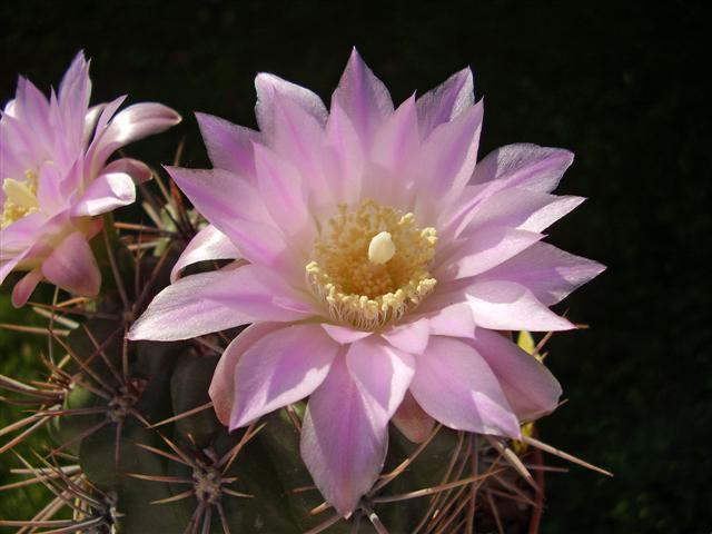 Gymnocalycium achirasense 