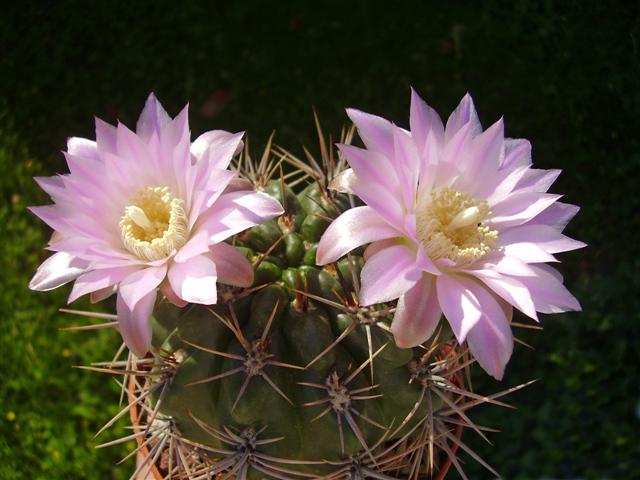 Gymnocalycium achirasense 